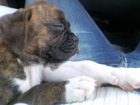 Boxer Kenzo billede 2