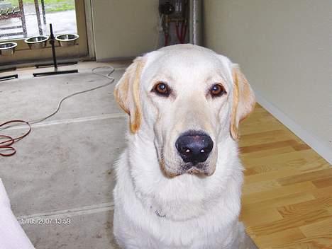 Labrador retriever Balou billede 1