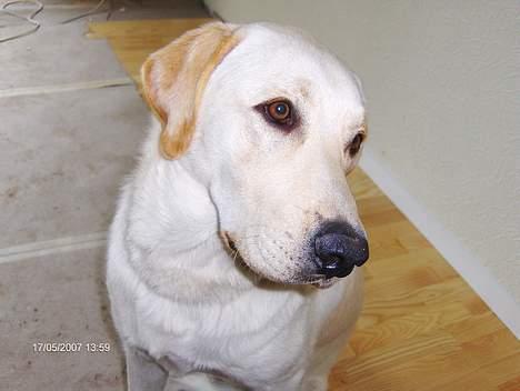 Labrador retriever Balou billede 3