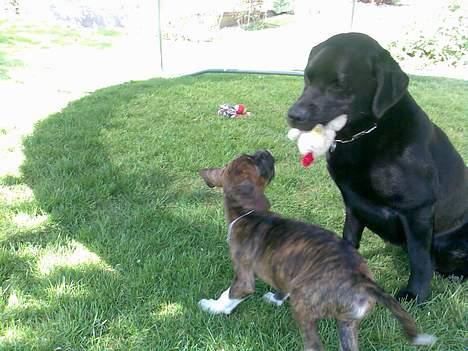 Boxer Kenzo billede 3