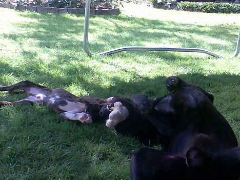 Boxer Kenzo billede 4