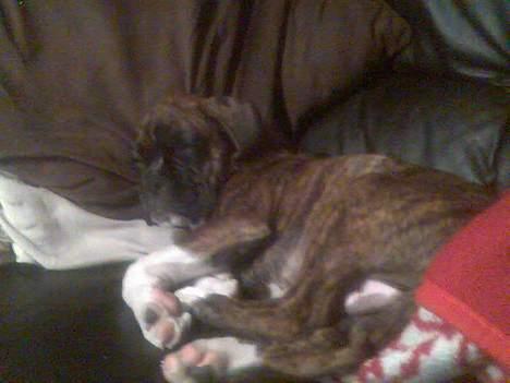 Boxer Kenzo billede 5