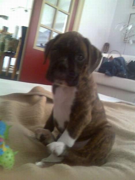 Boxer Kenzo billede 6