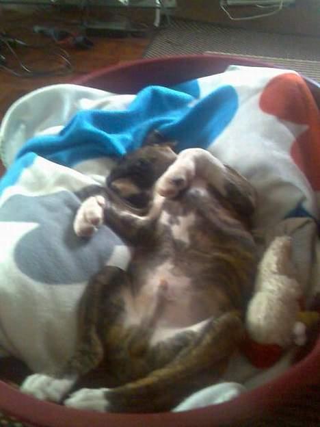 Boxer Kenzo billede 7