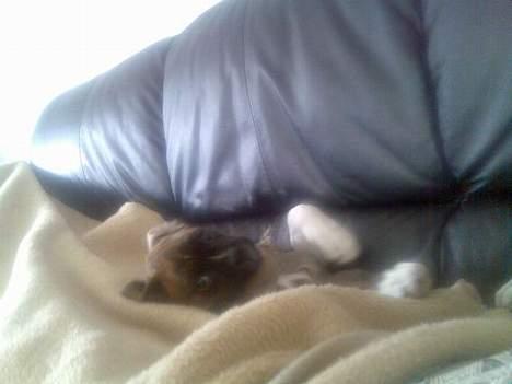 Boxer Kenzo - her ligger han og sover hos mor i sofaen billede 8