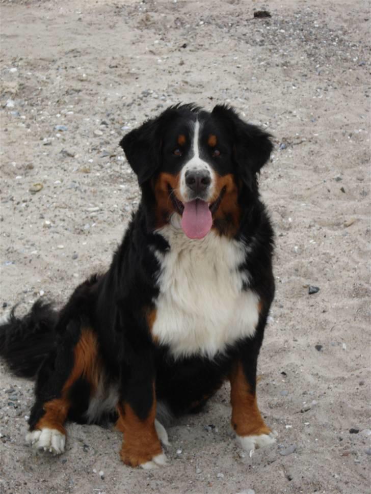 Berner sennenhund Chili billede 11