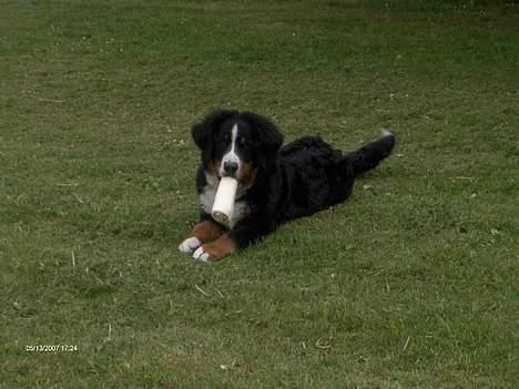 Berner sennenhund Chili - det er altid godt med et kødben billede 12
