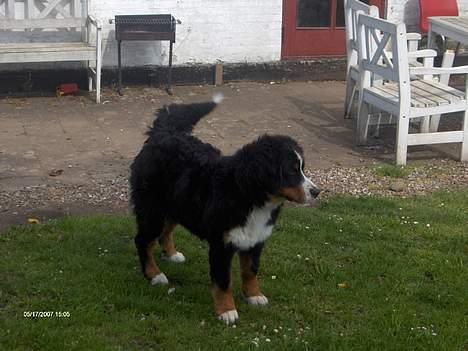 Berner sennenhund Chili billede 13