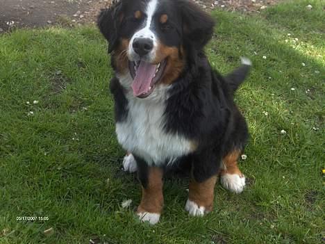 Berner sennenhund Chili billede 14