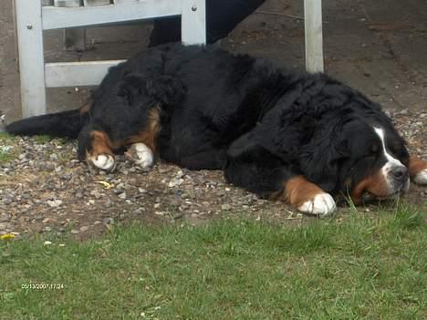 Berner sennenhund Lady (død d 11-06-08) - Her har vi et overblik billede 1