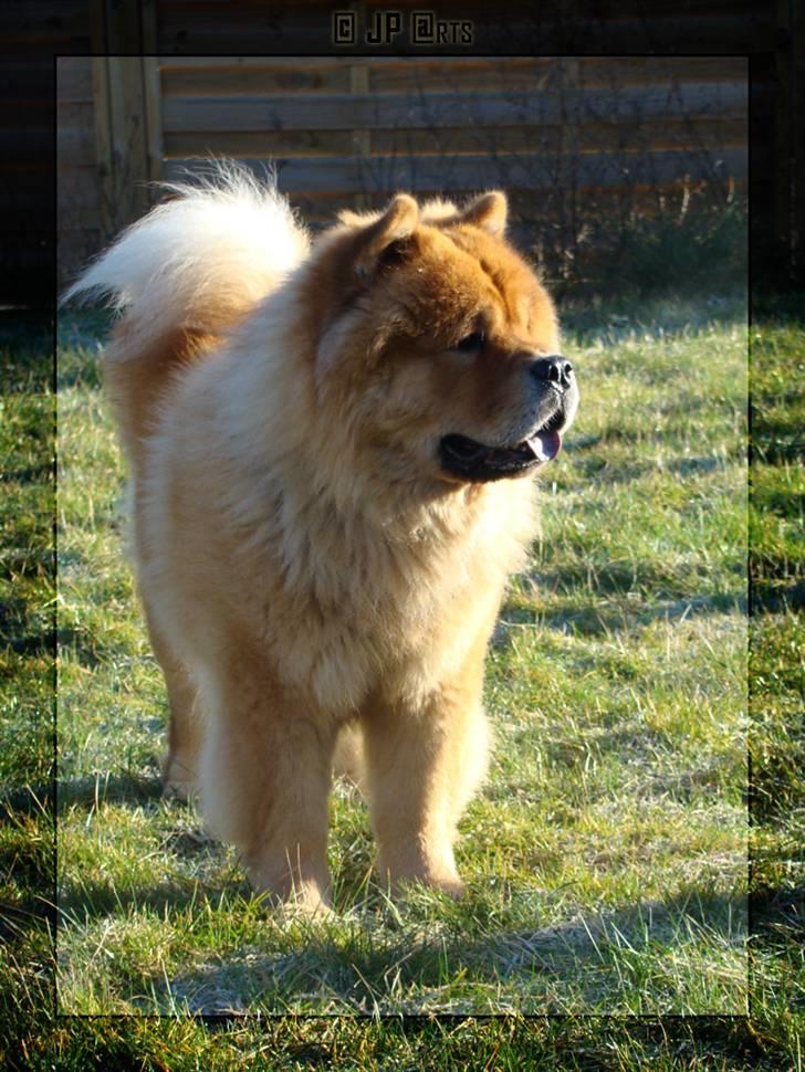 Chow chow Rico ~ Oskar of Flensborg - En lille smule frost har aldrig bidt en chow billede 14