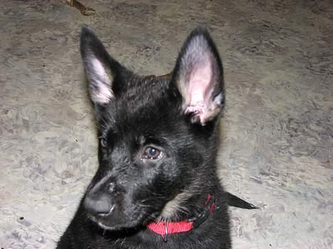 Schæferhund Orca billede 1