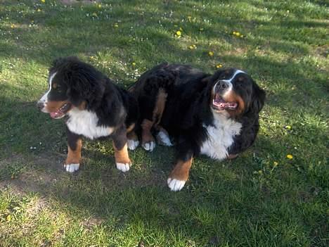 Berner sennenhund Lady (død d 11-06-08) - Mor og datter sammen billede 2