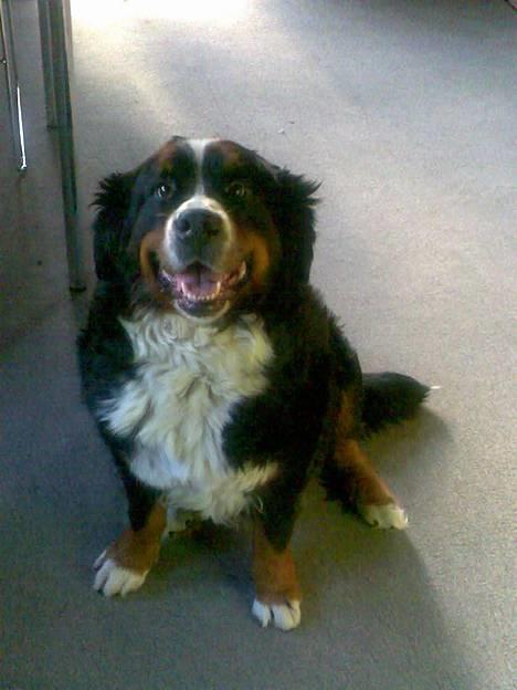 Berner sennenhund Lady (død d 11-06-08) - Sidder jeg ikke pænt billede 3
