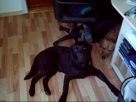 Labrador retriever Felix - 05-2007 billede 8