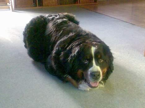 Berner sennenhund Lady (død d 11-06-08) billede 4