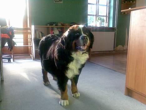 Berner sennenhund Lady (død d 11-06-08) - Var der nogen der kalde billede 5