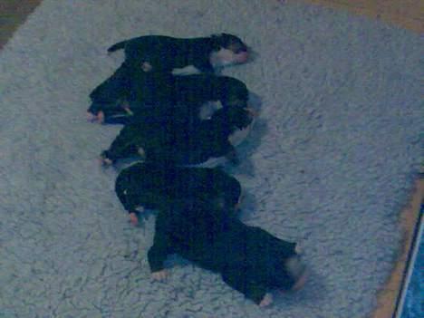 Berner sennenhund Lady (død d 11-06-08) - Hvalpe fra kuld nr 2 billede 6