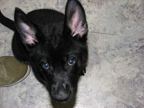 Schæferhund Orca billede 3