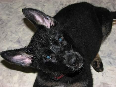 Schæferhund Orca billede 4