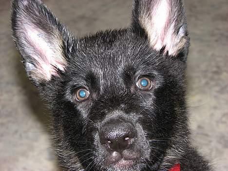 Schæferhund Orca billede 5