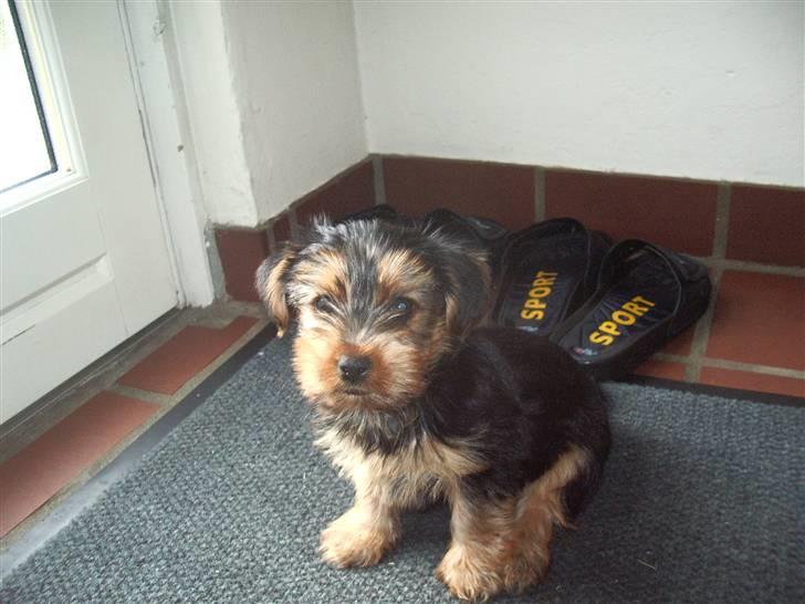 Yorkshire terrier Emma - Lille Emma (8 uger) billede 1