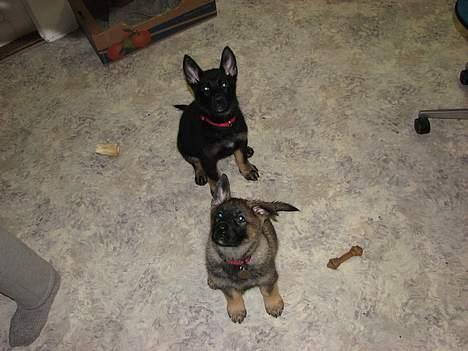 Schæferhund Orca - Orca og hendes søster Jackie - Boholts Skræk!  billede 6