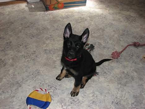 Schæferhund Orca billede 7