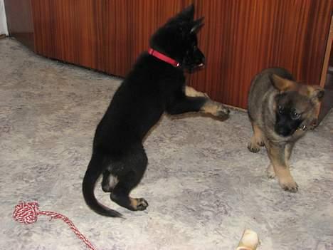 Schæferhund Orca - Orca giver sin søster Jackie en røvfuld! billede 8