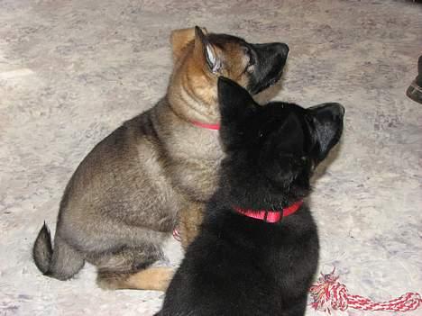 Schæferhund Orca - Orca og Jackie venter på deres mad. billede 9