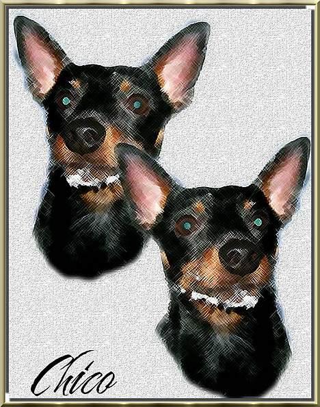 Dvaergpinscher Rødkilde's Chico - Lavet af Marianne O billede 18