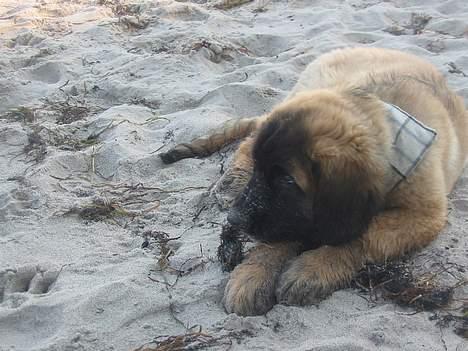 Leonberger weikas haydn (monrad) - da han var lille billede 1