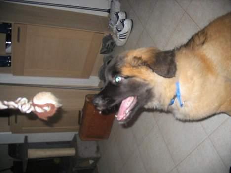 Leonberger weikas haydn (monrad) - giv mig giv mig!! billede 2