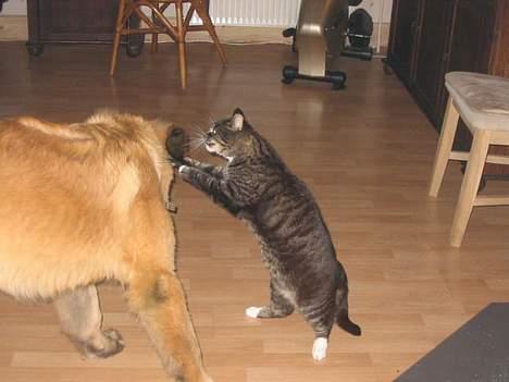 Leonberger weikas haydn (monrad) - KAT VS HUND billede 3