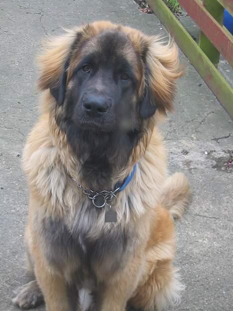 Leonberger weikas haydn (monrad) billede 4