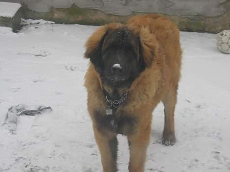 Leonberger weikas haydn (monrad) billede 5