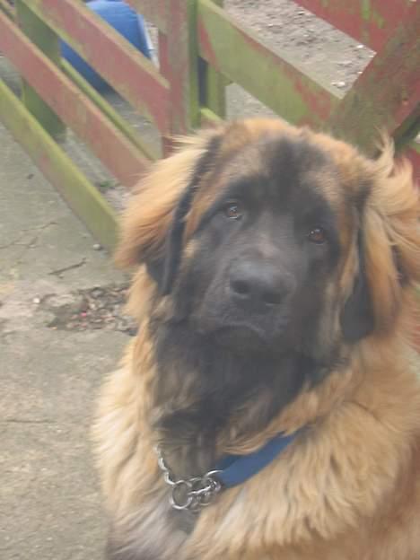 Leonberger weikas haydn (monrad) billede 6