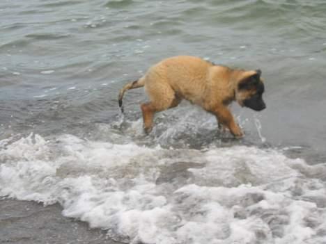 Leonberger weikas haydn (monrad) - ARRR...... billede 7