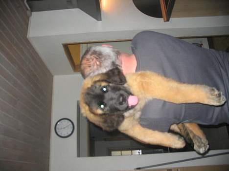 Leonberger weikas haydn (monrad) - min far og mondrad billede 9