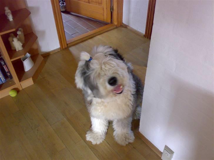 Old english sheepdog Thomsen - Hej hej her er jeg  billede 1