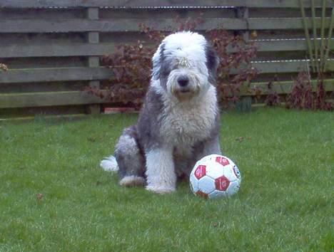 Old english sheepdog Thomsen - Jeg holder lige en lille pause til glæde for alle fotograferne billede 2