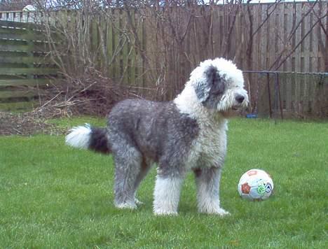 Old english sheepdog Thomsen - Vov hvem der? billede 4