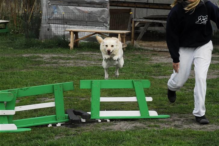 Islandsk fårehund Lulu R.I.P. - Lulu er en super springer :) billede 9