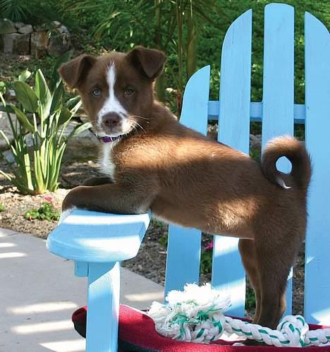 Blanding af racer Cody - Hvad så? billede 7