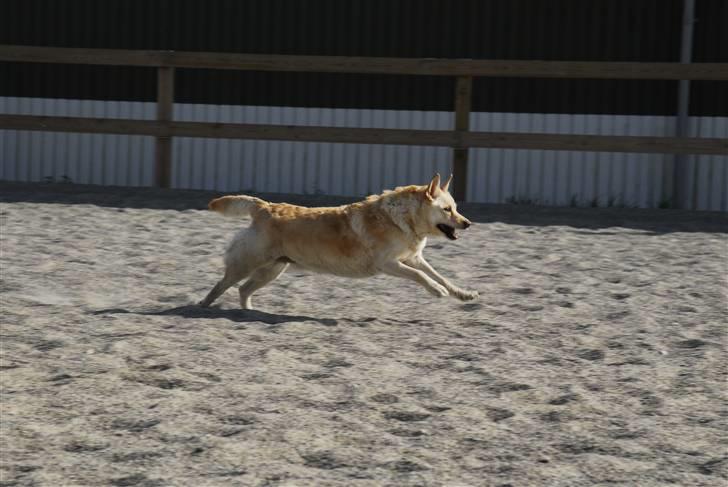 Islandsk fårehund Lulu R.I.P. - Lulu kan virkelig løbe billede 10