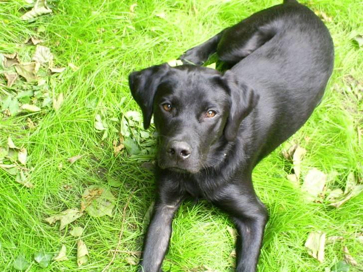 Labrador retriever Tyson - rauuuwww er jeg ikke bare så lækker???? Kom nu tøser billede 1
