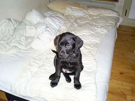 Labrador retriever Tyson - Tyson som lille billede 2