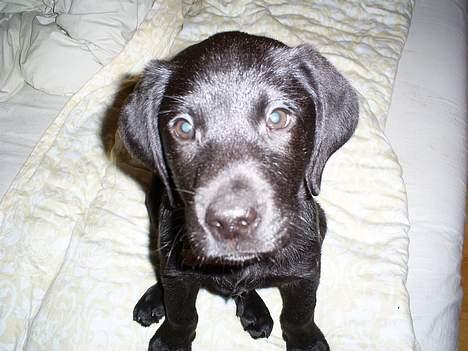 Labrador retriever Tyson - et camera så skal jeg være fin :D billede 3