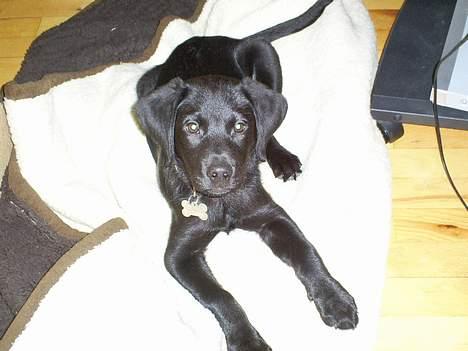 Labrador retriever Tyson - et tæppe er til for at ligge på billede 4