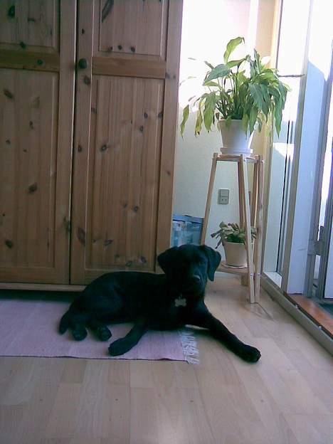 Labrador retriever Tyson - hjemme hos mormor billede 5